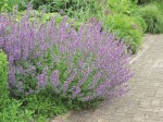 kocimiętka Faassena "Walker's Low" (łac. Nepeta x faassenii) kod: 8606
