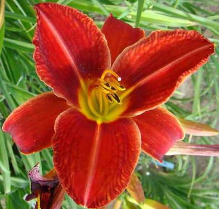Hemerocallis Jan Paweł II.jpg