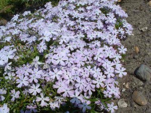 płomyk szydlasty "GF Wilson" (łac. Phlox subulata) kod: 0012