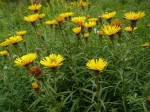 oman wąskolistny (łac. Inula ensifolia) kod: 1087