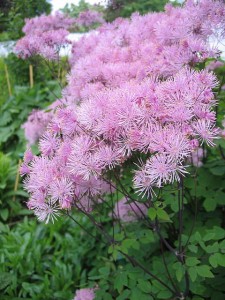 rutewka orlikolistna (łac. Thalictrum aquilegiifolium) kod: 1459