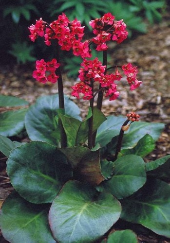 Bergenia cordifolia Winterglut