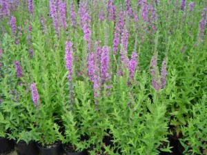 krwawnica pospolita (łac. Lythrum salicaria) kod: 1079