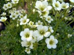 skalnica Arendsa "Pixi White" (łac. Saxifraga x arendsii) kod: 7536