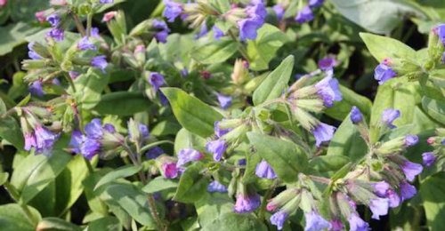 Pulmonaria Blues Meer