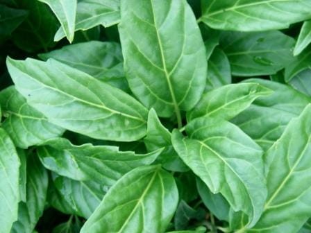 pachysandra stylosa