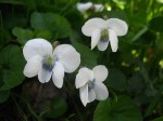 fiołek motylkowy "Albiflora" (łac. Viola sororia) kod: 0625