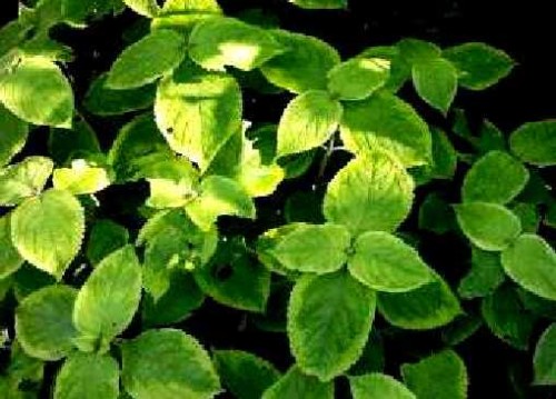 7723f815e8f7b1f04ae80a6fa8a99331e9201104