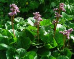 bergenia sercowata "(różowy)" (łac. Bergenia cordifolia) kod: 0454