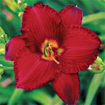 HEMEROCALLIS RED PINOCCHIO