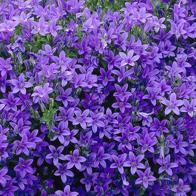 Campanula portenschlagiana Clockwise