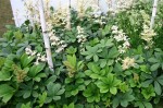rodgersja kasztanowcolistna (łac. Rodgersia aesculifolia) kod: 1814