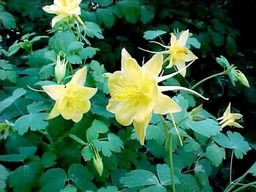 AQUILEGIA chrysantha Yellow Queen.jpg