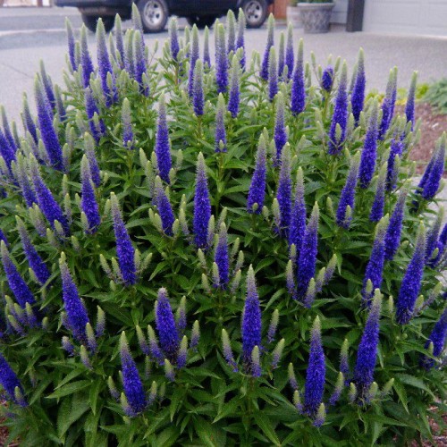 6fbca309cb7260feb499c9dd2b875601112c3a49