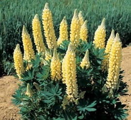 lupinus nanus russel żółty.jpg