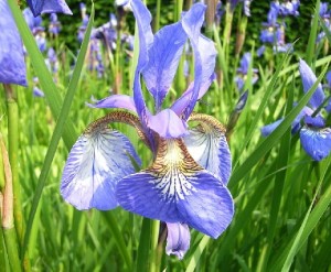 kosaciec syberyjski "Perrys Blue" (łac. Iris sibirica) kod: 0942
