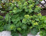 przywrotnik ostroklapkowy (łac. Alchemilla mollis) kod: 1275