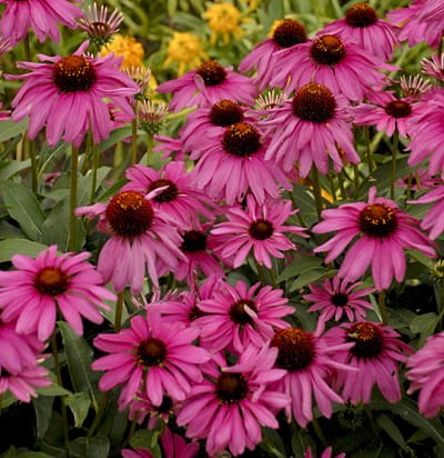 e0c01a61c6591c87909bd9b51a8f0719c1c44b2f