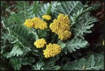 krwawnik  "Schwellenburg" (łac. Achillea) kod: 5466