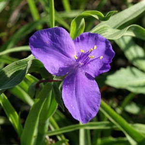 trzykrotka wirginijska "Zwanenburg Blue" (łac. Tradescantia virginiana) kod: 3056