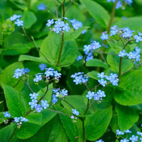 brunnera macrophylla.jpg