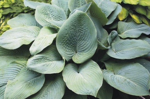 hosta Blue Mammoth