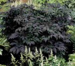 pluskwica groniasta "Pink Spike" (łac. Cimicifuga racemosa) kod: 7562