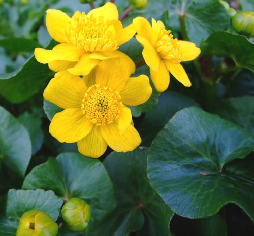 Caltha palustris.jpg