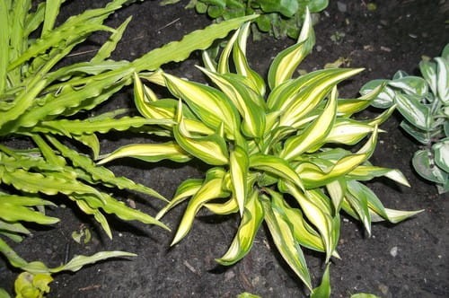 Hosta Lakeside Little Tuft