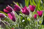 sasanka zwyczajna "Rote Glocke" (łac. Pulsatilla vulgaris) kod: 0781