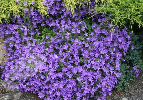 Campanula portenschlagiana