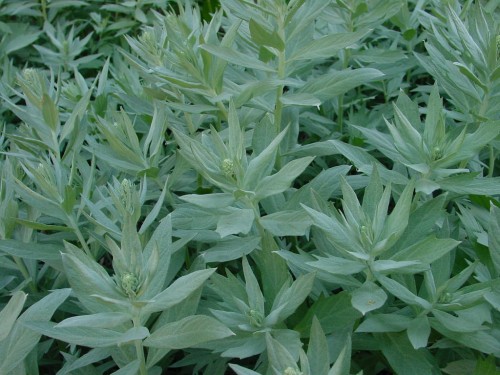 Artemisia Valeri Finis