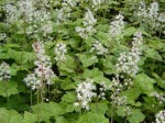 tiarella Wherry'ego (łac. Tiarella wherryi) kod: 2019