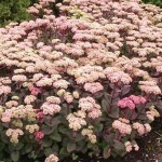 rozchodnik okazały "Matrona" (łac. Sedum spectabile) kod: 3052