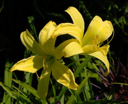 hemerocallis_greenland-
