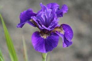 kosaciec syberyjski "Ruffled's Velvet" (łac. Iris sibirica) kod: 8891