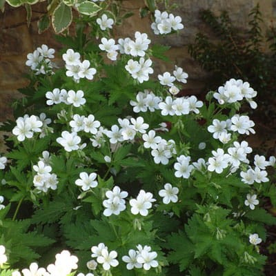Geranium sylvaticum Album