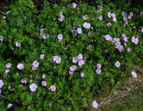 d238f24e82f0a056f97895a0d3fa3ad1574bc1df