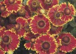 dzielżan jesienny "Helena Red" (łac. Helenium autumnale) kod: 8729