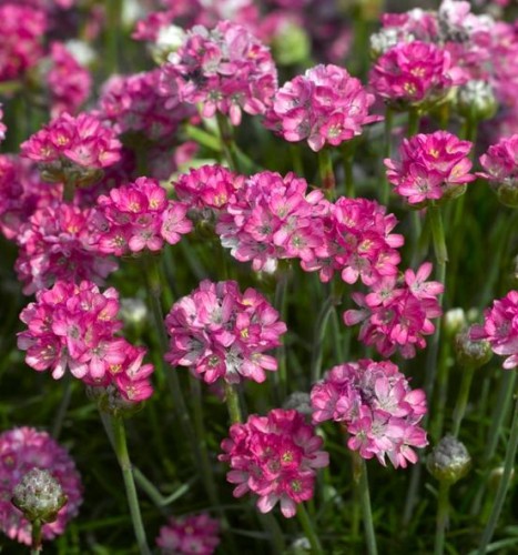 Armeria maritima Armada Pink