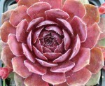 rojnik  "Granat" (łac. Sempervivum x hybridum) kod: 0794