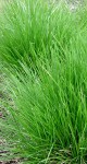 śmiałek pogięty (łac. Deschampsia flexuosa) kod: 7546