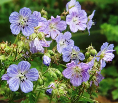 Geranium pratense Kendall