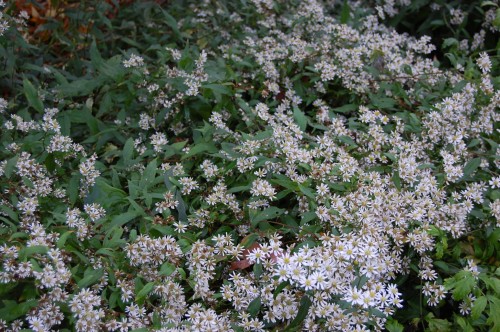 aster ageratoides stardust