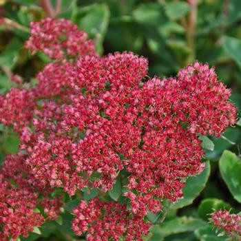 sedum telephium Munstead Dark Red