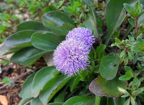 Globularia punctata.jpg