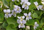 fiołek motylkowy "Freckles" (łac. Viola sororia) kod: 3205