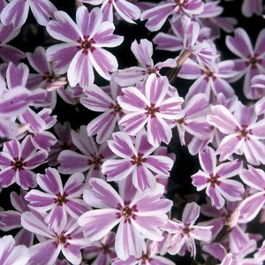 płomyk szydlasty "Candy Stripe" (łac. Phlox subulata) kod: 0010