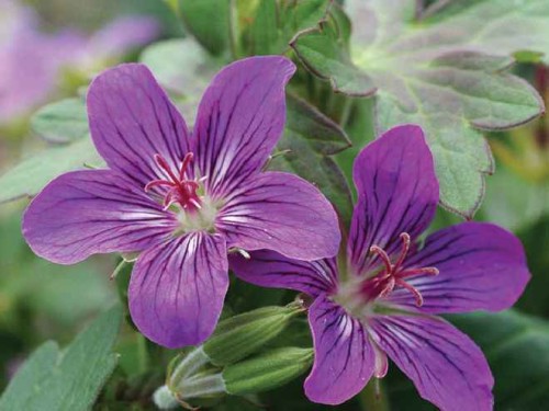 Geranium wlassovianum Lakwijk Star.jpg