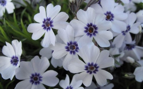 Phlox subulata Bavaria
